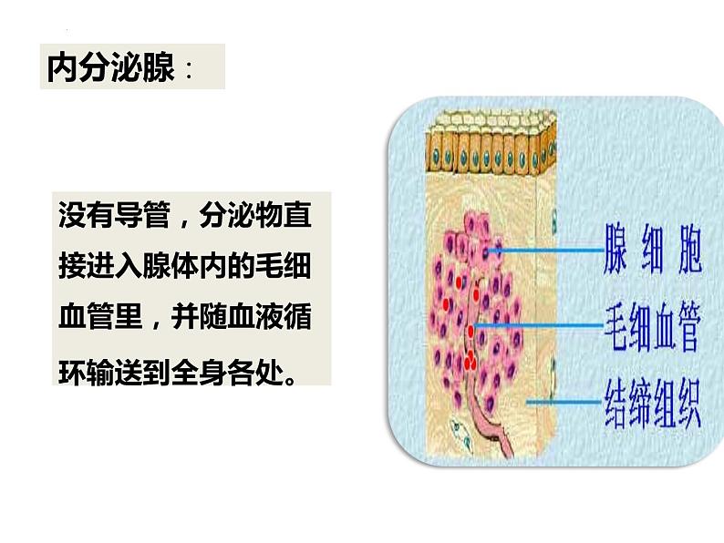 4.6.4激素调节课件2021--2022学年人教版生物七年级下册06