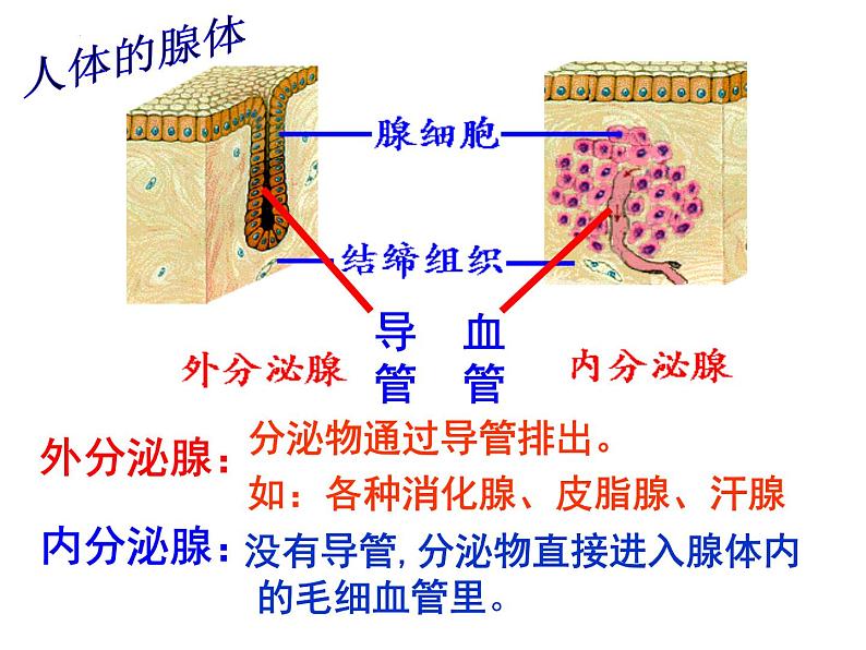 4.6.4激素调节课件2021--2022学年人教版生物七年级下册07