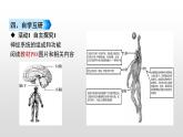 4.6.2神经系统的组成课件-2021-2022学年人教版生物七年级下册