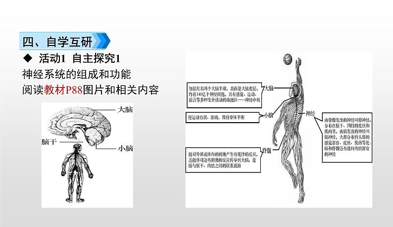 4.6.2神经系统的组成课件-2021-2022学年人教版生物七年级下册04