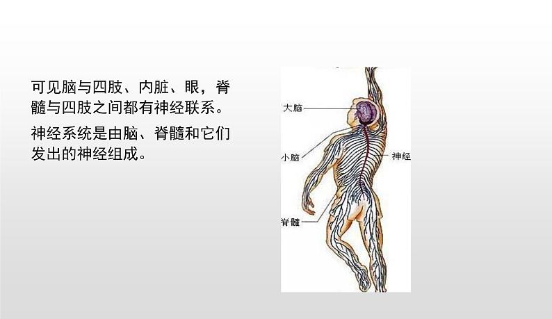 4.6.2神经系统的组成课件-2021-2022学年人教版生物七年级下册07