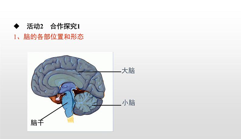 4.6.2神经系统的组成课件-2021-2022学年人教版生物七年级下册08