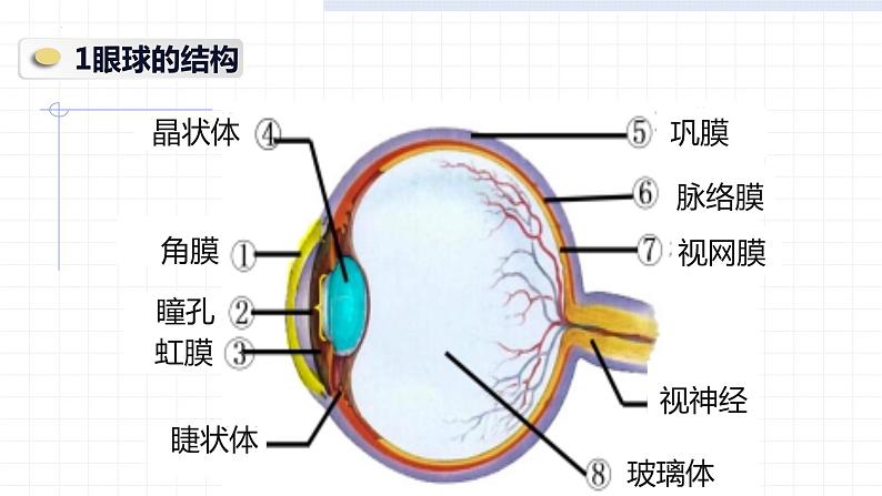 4.6.1人体对外界环境的感知——眼和视觉课件2021-2022学年人教版生物七年级下册第7页