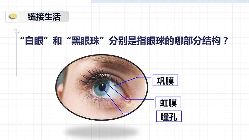 4.6.1人体对外界环境的感知——眼和视觉课件2021-2022学年人教版生物七年级下册第8页