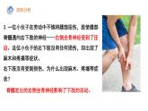 4.6.2神经系统的组成课件2021-2022学年人教版七年级下册生物