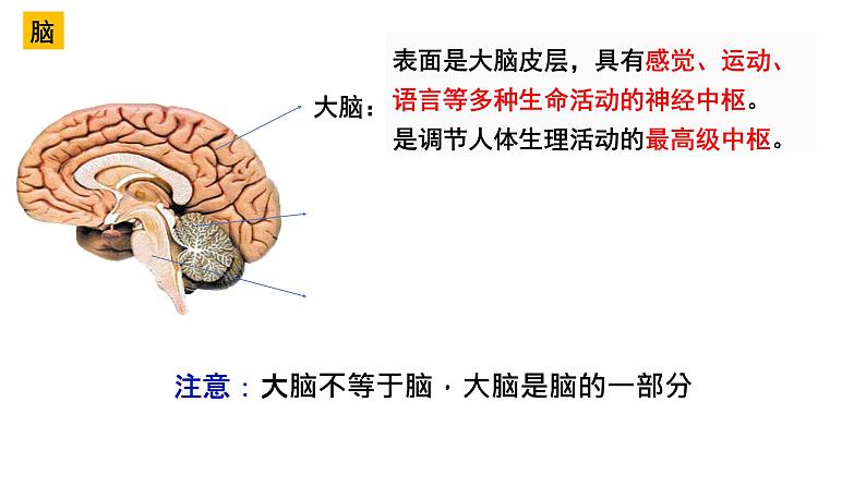 4.6.2神经系统的组成课件2021-2022学年人教版七年级下册生物第8页