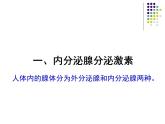 4.6.4激素调节课件2021--2022学年人教版生物七年级下册(1)