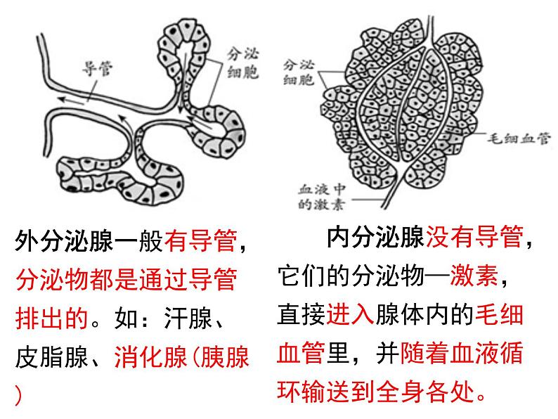 4.6.4激素调节课件2021--2022学年人教版生物七年级下册(1)05