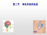 4.6.2神经系统的组成课件2021-2022学年人教版生物七年级下册