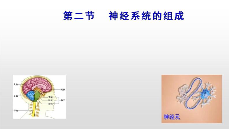 4.6.2神经系统的组成课件2021-2022学年人教版生物七年级下册01