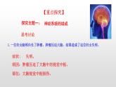 4.6.2神经系统的组成课件2021-2022学年人教版生物七年级下册