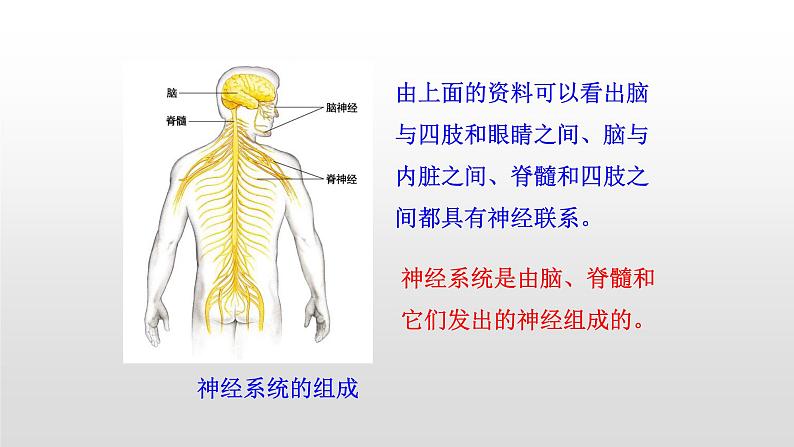 4.6.2神经系统的组成课件2021-2022学年人教版生物七年级下册07