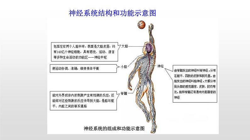 4.6.2神经系统的组成课件2021-2022学年人教版生物七年级下册08