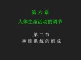 4.6.2神经系统的组成课件2020—2021学年人教版生物七年级下册