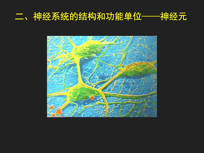 4.6.2神经系统的组成课件2020—2021学年人教版生物七年级下册第8页