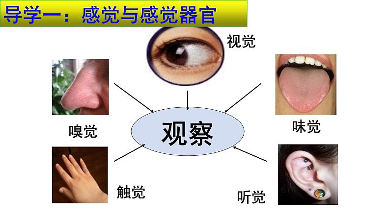 4.6.1人体对外界环境的感知课件2021-2022学年人教版七年级生物下册06