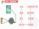 4.6.2神经系统的组成课件2021--2022学年人教版生物七年级下册(1)