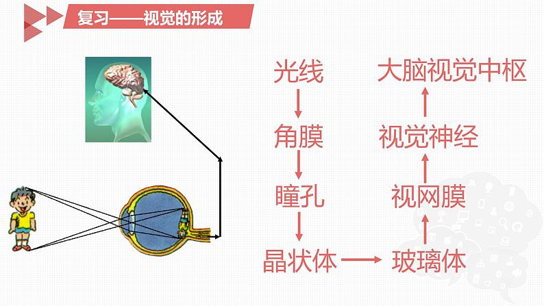 4.6.2神经系统的组成课件2021--2022学年人教版生物七年级下册(1)01