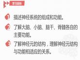 4.6.2神经系统的组成课件2021--2022学年人教版生物七年级下册(1)