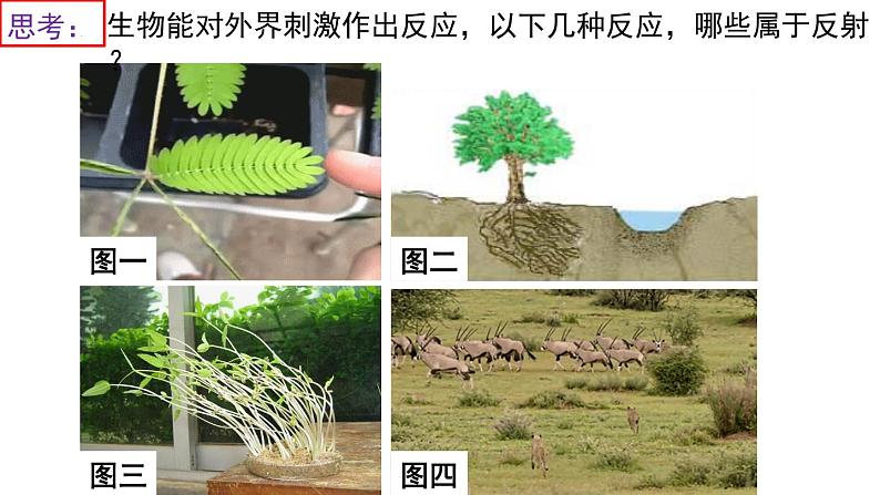 4.6.3神经调节的基本方式课件2021--2022学年人教版生物七年级下册04