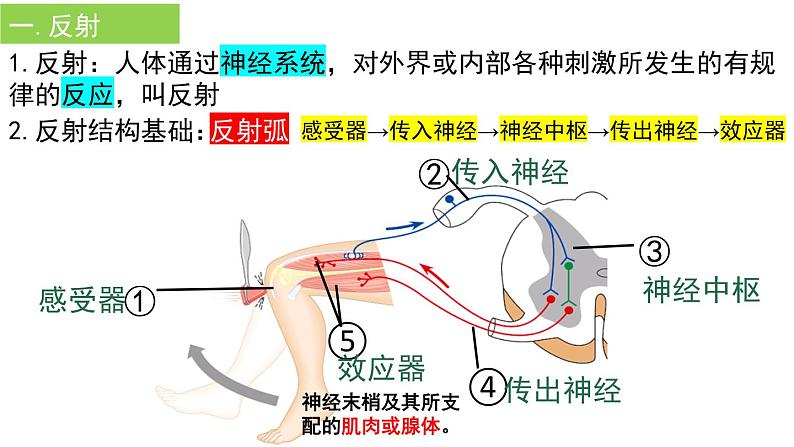 4.6.3神经调节的基本方式课件2021--2022学年人教版生物七年级下册05