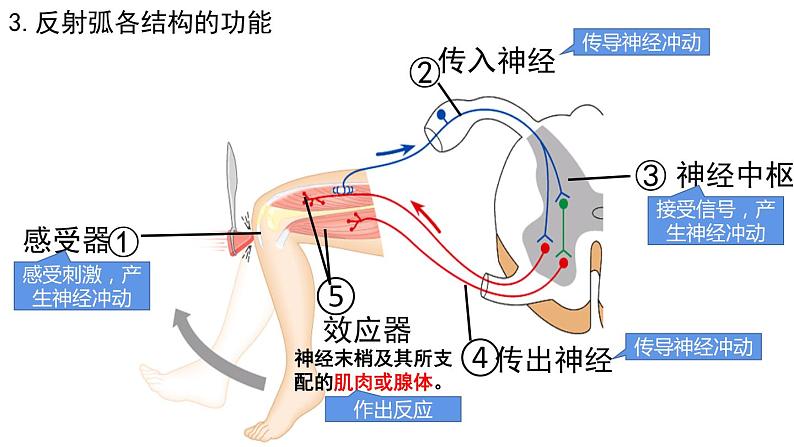 4.6.3神经调节的基本方式课件2021--2022学年人教版生物七年级下册06