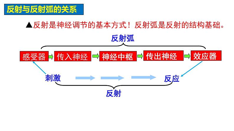 4.6.3神经调节的基本方式课件2021--2022学年人教版生物七年级下册08