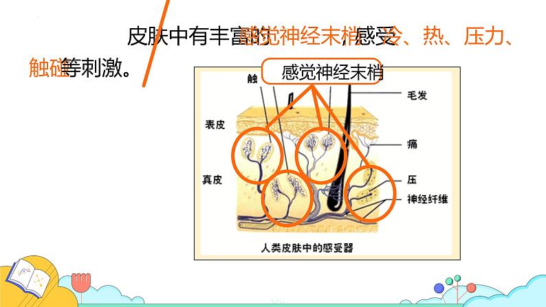 4.6.1人体对外界环境的感知课件2021-2022学年人教版生物七年级下册第5页