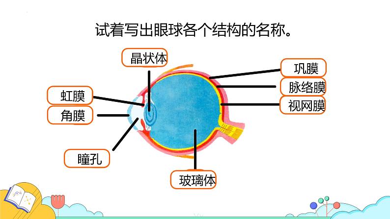 4.6.1人体对外界环境的感知课件2021-2022学年人教版生物七年级下册第8页