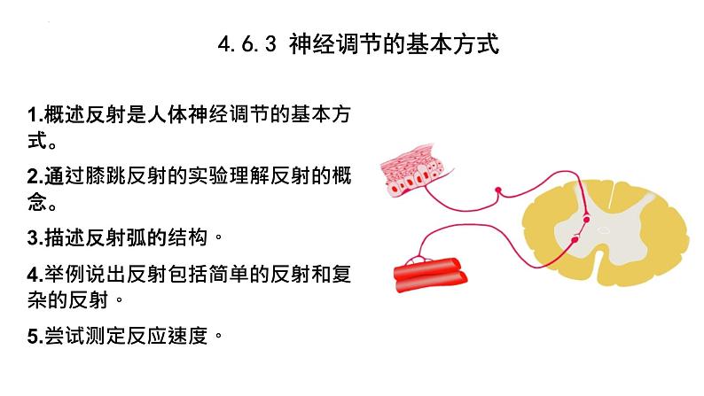 4.6.3神经调节的基本方式课件2021-- 2022学年人教版生物七年级下册01