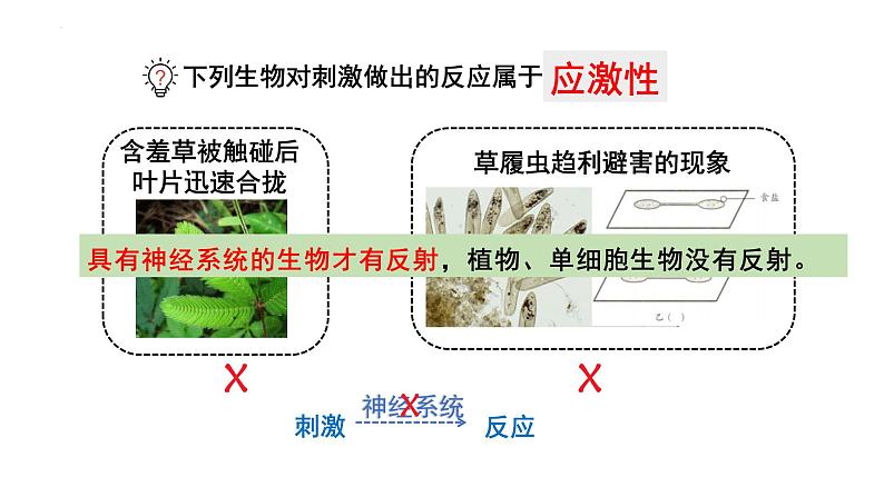 4.6.3神经调节的基本方式课件2021-- 2022学年人教版生物七年级下册05