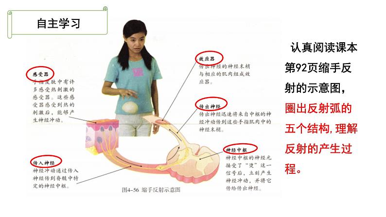 4.6.3神经调节的基本方式课件2021-- 2022学年人教版生物七年级下册08