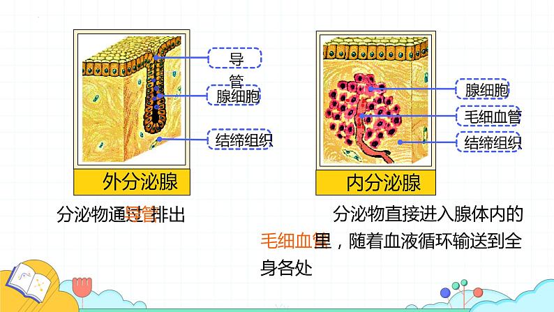 4.6.4激素调节课件2021-2022学年人教版生物七年级下册06