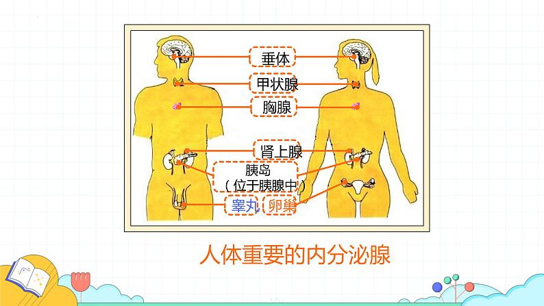 4.6.4激素调节课件2021-2022学年人教版生物七年级下册07