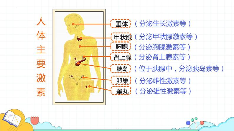 4.6.4激素调节课件2021-2022学年人教版生物七年级下册08