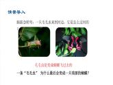 2020--2021学年人教版生物八年级下册7.1.2昆虫的生殖和发育课件