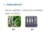 2020--2021学年人教版生物八年级下册7.1.2昆虫的生殖和发育课件