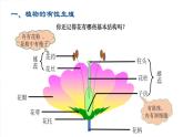 2020--2021学年人教版八年级下册7.1.1植物的生殖课件