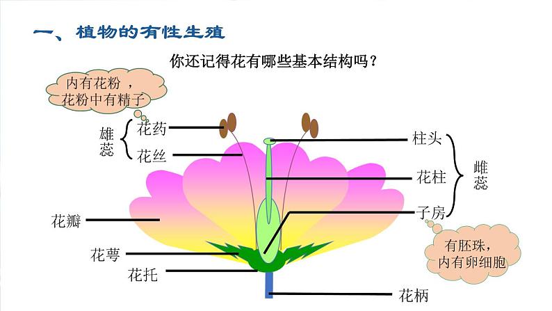 2020--2021学年人教版八年级下册7.1.1植物的生殖课件04