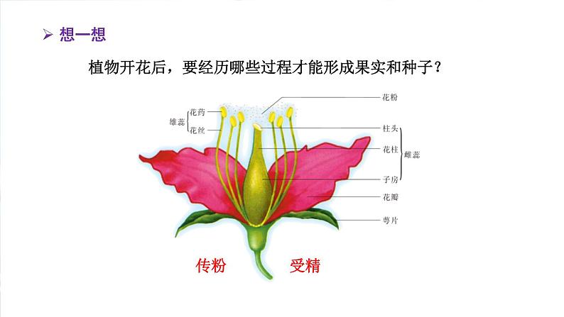 2020--2021学年人教版八年级下册7.1.1植物的生殖课件05