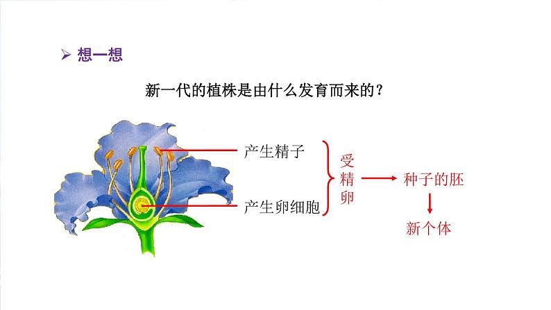 2020--2021学年人教版八年级下册7.1.1植物的生殖课件07