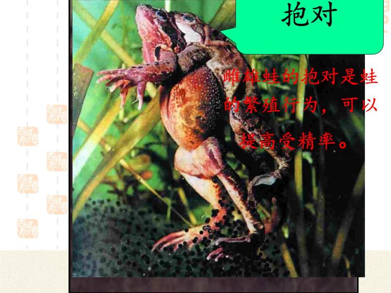 人教版 (新课标)第三节 两栖动物的生殖和发育教学ppt课件-教习网|课件下载