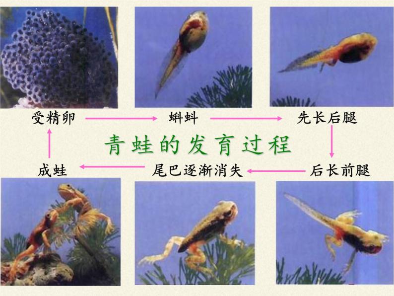 人教版 (新课标)第三节 两栖动物的生殖和发育教学ppt课件-教习网|课件下载