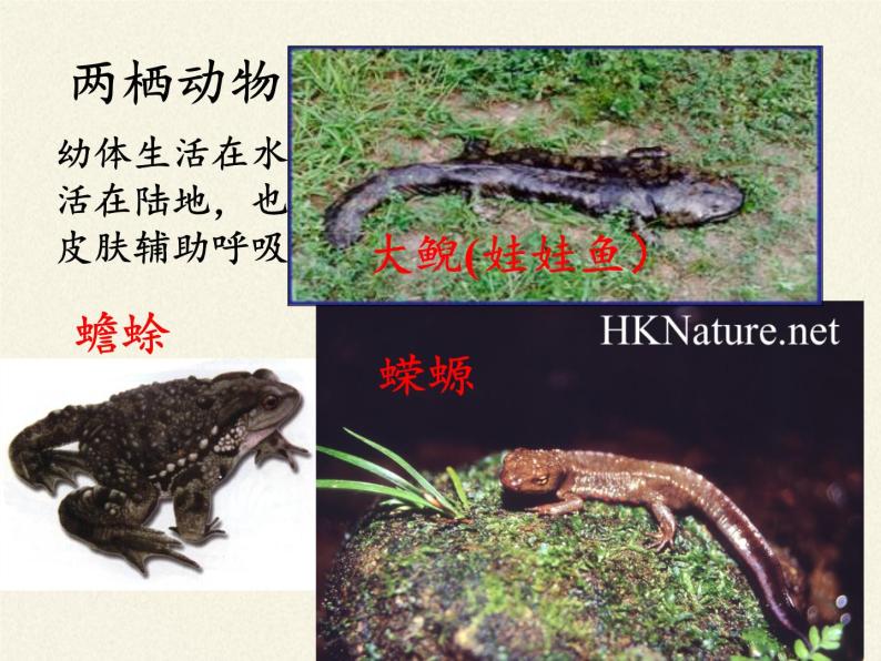 人教版 (新课标)第三节 两栖动物的生殖和发育教学ppt课件-教习网|课件下载
