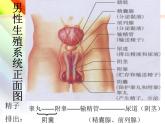 人教版七年级下册4.1.2人的生殖课件（19张PPT）