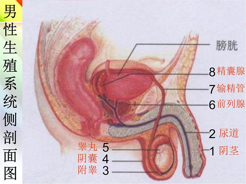 人教版七年级下册4.1.2人的生殖课件（19张PPT）第5页
