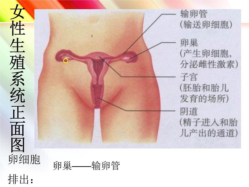 人教版七年级下册4.1.2人的生殖课件（19张PPT）第6页