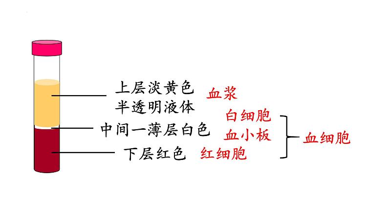 4.4.1流动的组织---血液课件2021--2022学年人教版生物七年级下册06