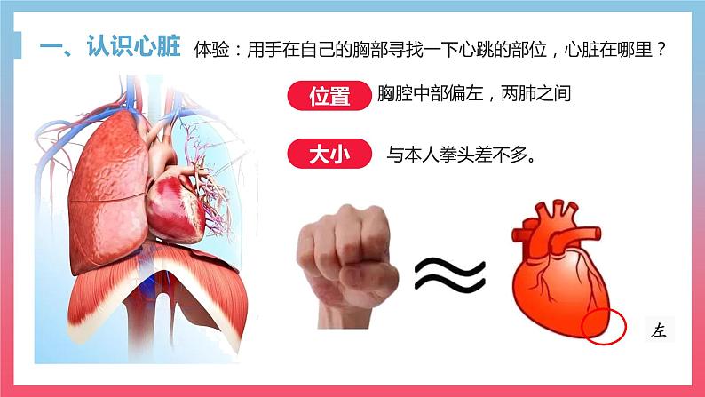 4.4.3输送血液的泵---心脏课件（第1课时）2021-2022学年人教版七年级下册生物02