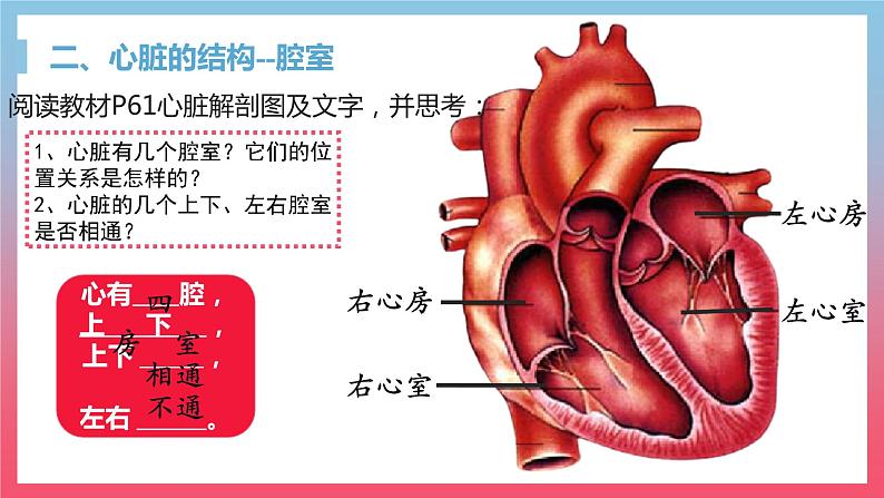 4.4.3输送血液的泵---心脏课件（第1课时）2021-2022学年人教版七年级下册生物05